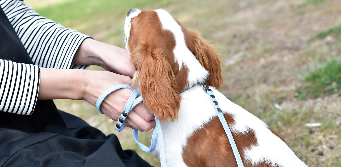 E602:帆布の小型犬用リード 商品イメージ