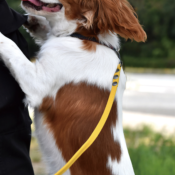 E602:帆布の小型犬用リード 商品イメージ