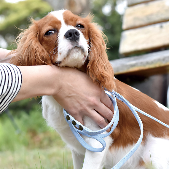 E602:帆布の小型犬用リード 商品イメージ