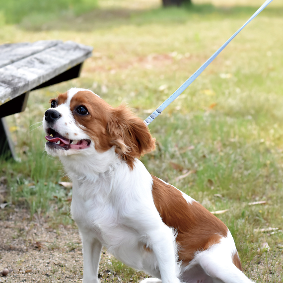 E602:帆布の小型犬用リード 商品イメージ