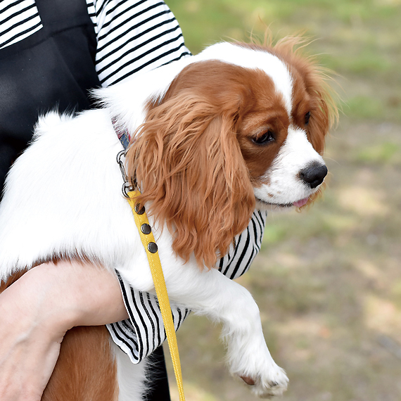 E602:帆布の小型犬用リード 商品イメージ